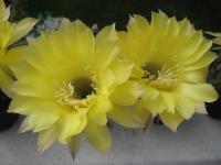 Thumbnail of 0386_Echinopsis Hybride_20090521_02.jpg